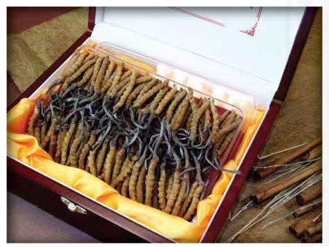 越秀冬虫夏草回收